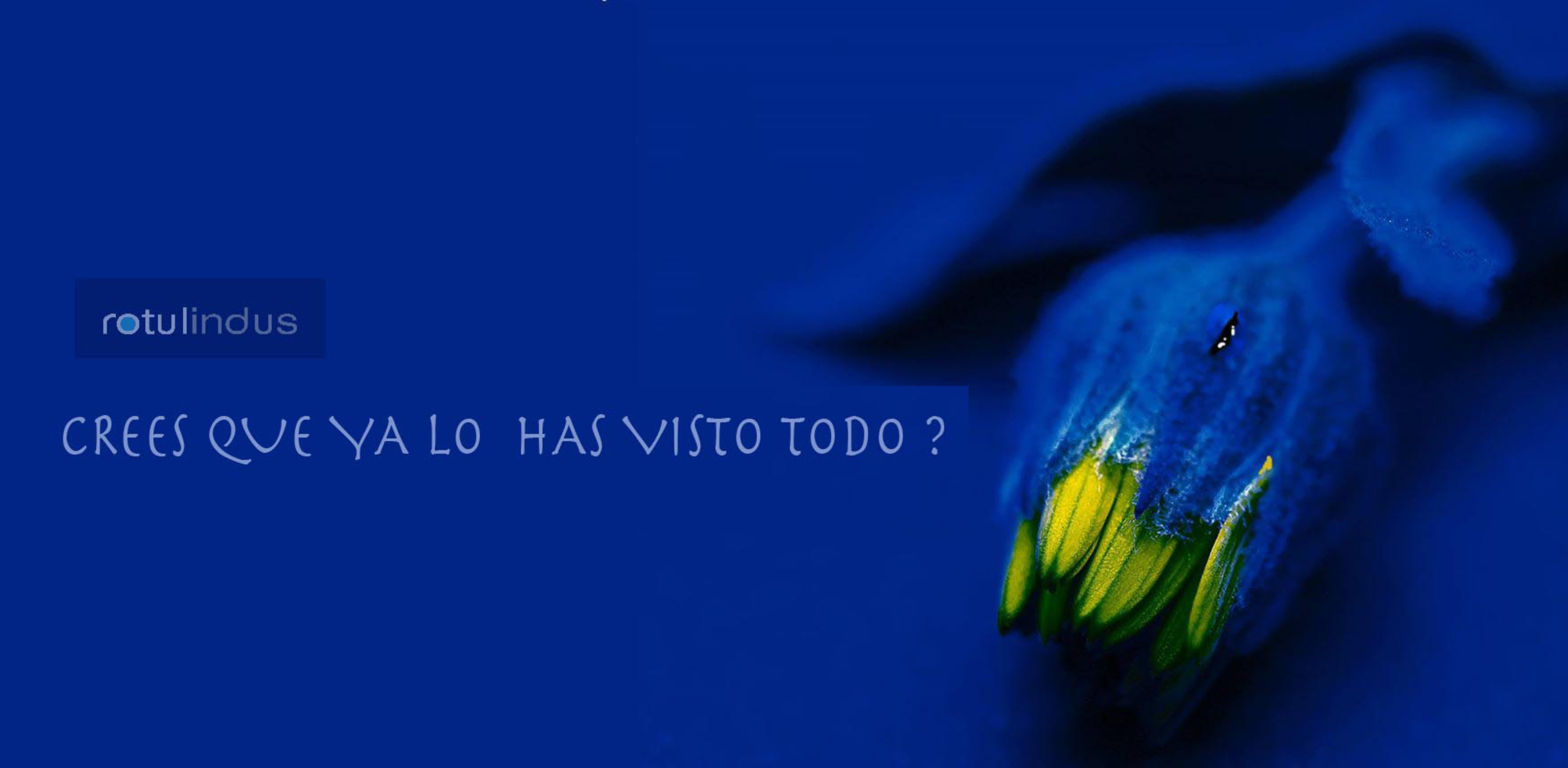 Comedor style vanguardista color amarillo, azul, azul oscuro  diseñado por rotulindus,s.l. | Marca colaboradora | Copyright si , somos propietarios ,asi como podemos comprar fotos de autor al gusto del cliente.